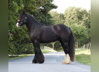 Cob Irlandese / Tinker / Gypsy Vanner, Castrone, 4 Anni, 146 cm, Morello