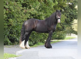 Cob Irlandese / Tinker / Gypsy Vanner, Castrone, 4 Anni, 146 cm, Morello