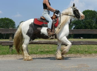 Cob Irlandese / Tinker / Gypsy Vanner, Castrone, 4 Anni, 146 cm, Pezzato