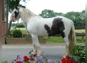 Cob Irlandese / Tinker / Gypsy Vanner, Castrone, 4 Anni, 146 cm, Pezzato