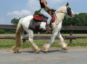 Cob Irlandese / Tinker / Gypsy Vanner, Castrone, 4 Anni, 146 cm, Pezzato