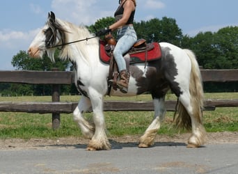 Cob Irlandese / Tinker / Gypsy Vanner, Castrone, 4 Anni, 146 cm, Pezzato