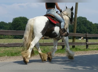 Cob Irlandese / Tinker / Gypsy Vanner, Castrone, 4 Anni, 146 cm, Pezzato