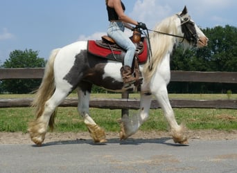 Cob Irlandese / Tinker / Gypsy Vanner, Castrone, 4 Anni, 146 cm, Pezzato