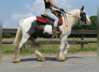 Cob Irlandese / Tinker / Gypsy Vanner, Castrone, 4 Anni, 146 cm, Pezzato