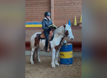 Cob Irlandese / Tinker / Gypsy Vanner, Castrone, 4 Anni, 146 cm, Pezzato