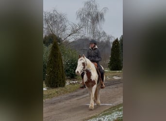 Cob Irlandese / Tinker / Gypsy Vanner, Castrone, 4 Anni, 146 cm, Pezzato