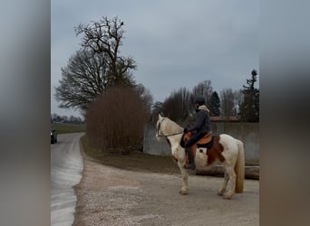 Cob Irlandese / Tinker / Gypsy Vanner, Castrone, 4 Anni, 146 cm, Pezzato