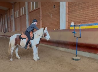 Cob Irlandese / Tinker / Gypsy Vanner, Castrone, 4 Anni, 146 cm, Pezzato