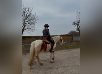 Cob Irlandese / Tinker / Gypsy Vanner, Castrone, 4 Anni, 146 cm, Pezzato