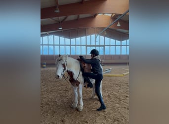 Cob Irlandese / Tinker / Gypsy Vanner, Castrone, 4 Anni, 146 cm, Pezzato