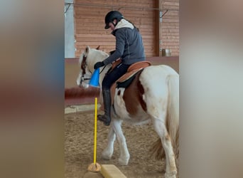 Cob Irlandese / Tinker / Gypsy Vanner, Castrone, 4 Anni, 146 cm, Pezzato