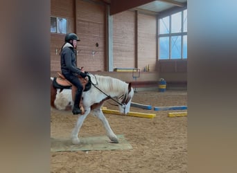 Cob Irlandese / Tinker / Gypsy Vanner, Castrone, 4 Anni, 146 cm, Pezzato