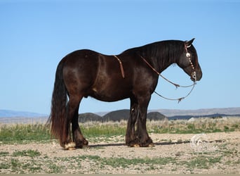 Cob Irlandese / Tinker / Gypsy Vanner Mix, Castrone, 4 Anni, 147 cm, Morello