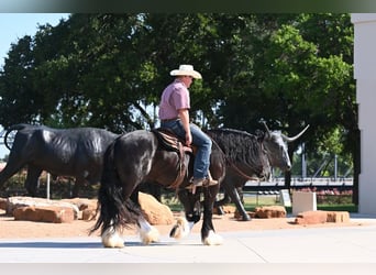 Cob Irlandese / Tinker / Gypsy Vanner, Castrone, 4 Anni, 150 cm, Morello