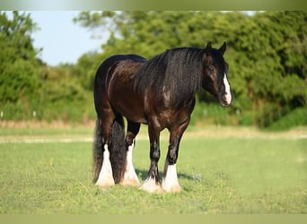 Cob Irlandese / Tinker / Gypsy Vanner, Castrone, 4 Anni, 150 cm, Morello