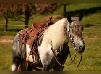 Cob Irlandese / Tinker / Gypsy Vanner Mix, Castrone, 4 Anni, 150 cm, Tobiano-tutti i colori