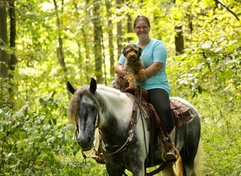 Cob Irlandese / Tinker / Gypsy Vanner Mix, Castrone, 4 Anni, 150 cm, Tobiano-tutti i colori