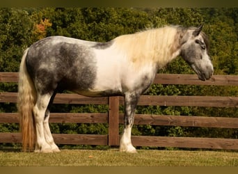 Cob Irlandese / Tinker / Gypsy Vanner Mix, Castrone, 4 Anni, 150 cm, Tobiano-tutti i colori