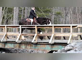 Cob Irlandese / Tinker / Gypsy Vanner, Castrone, 4 Anni, 152 cm, Morello
