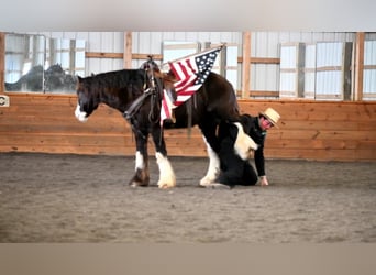 Cob Irlandese / Tinker / Gypsy Vanner, Castrone, 4 Anni, 152 cm, Morello