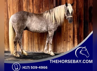 Cob Irlandese / Tinker / Gypsy Vanner, Castrone, 4 Anni, 155 cm, Baio chiaro