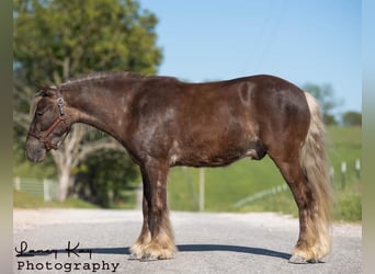 Cob Irlandese / Tinker / Gypsy Vanner Mix, Castrone, 4 Anni