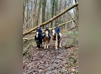 Cob Irlandese / Tinker / Gypsy Vanner, Castrone, 5 Anni, 121 cm, Overo-tutti i colori