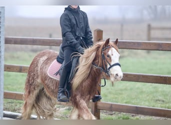 Cob Irlandese / Tinker / Gypsy Vanner, Castrone, 5 Anni, 121 cm, Overo-tutti i colori