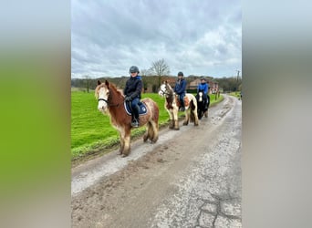 Cob Irlandese / Tinker / Gypsy Vanner, Castrone, 5 Anni, 121 cm, Overo-tutti i colori