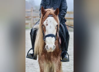 Cob Irlandese / Tinker / Gypsy Vanner, Castrone, 5 Anni, 121 cm, Overo-tutti i colori