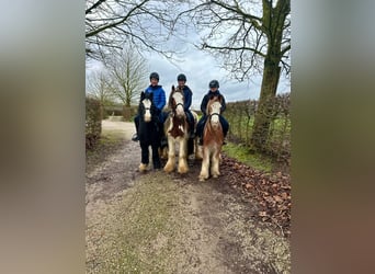 Cob Irlandese / Tinker / Gypsy Vanner, Castrone, 5 Anni, 121 cm, Overo-tutti i colori