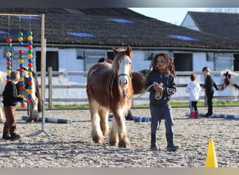 Cob Irlandese / Tinker / Gypsy Vanner, Castrone, 5 Anni, 121 cm, Overo-tutti i colori