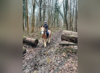 Cob Irlandese / Tinker / Gypsy Vanner, Castrone, 5 Anni, 121 cm, Overo-tutti i colori