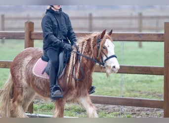 Cob Irlandese / Tinker / Gypsy Vanner, Castrone, 5 Anni, 121 cm, Overo-tutti i colori