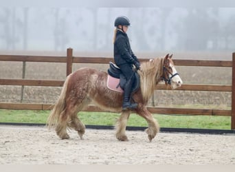 Cob Irlandese / Tinker / Gypsy Vanner, Castrone, 5 Anni, 121 cm, Roano rosso