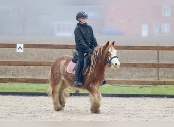 Cob Irlandese / Tinker / Gypsy Vanner, Castrone, 5 Anni, 121 cm, Roano rosso