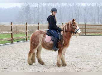 Cob Irlandese / Tinker / Gypsy Vanner, Castrone, 5 Anni, 121 cm, Roano rosso