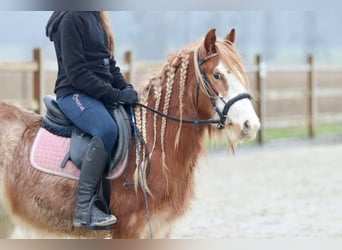 Cob Irlandese / Tinker / Gypsy Vanner, Castrone, 5 Anni, 121 cm, Roano rosso