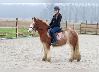 Cob Irlandese / Tinker / Gypsy Vanner, Castrone, 5 Anni, 121 cm, Roano rosso