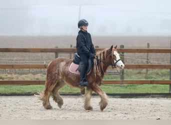 Cob Irlandese / Tinker / Gypsy Vanner, Castrone, 5 Anni, 121 cm, Roano rosso