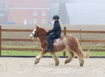 Cob Irlandese / Tinker / Gypsy Vanner, Castrone, 5 Anni, 121 cm, Roano rosso