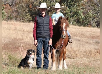 Cob Irlandese / Tinker / Gypsy Vanner Mix, Castrone, 5 Anni, 122 cm, Sauro ciliegia