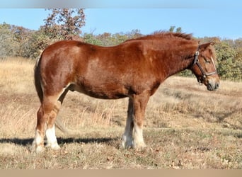 Cob Irlandese / Tinker / Gypsy Vanner Mix, Castrone, 5 Anni, 122 cm, Sauro ciliegia