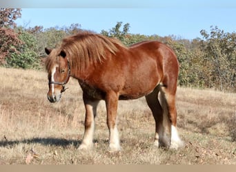 Cob Irlandese / Tinker / Gypsy Vanner Mix, Castrone, 5 Anni, 122 cm, Sauro ciliegia