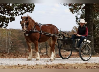 Cob Irlandese / Tinker / Gypsy Vanner Mix, Castrone, 5 Anni, 122 cm, Sauro ciliegia