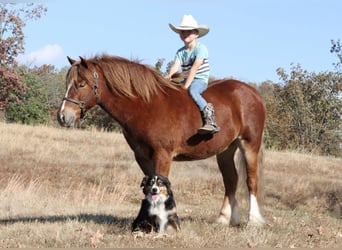 Cob Irlandese / Tinker / Gypsy Vanner Mix, Castrone, 5 Anni, 122 cm, Sauro ciliegia