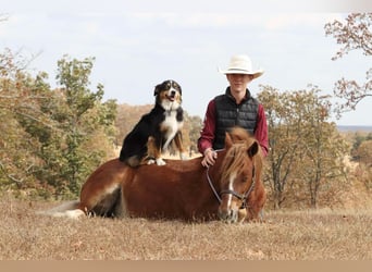 Cob Irlandese / Tinker / Gypsy Vanner Mix, Castrone, 5 Anni, 122 cm, Sauro ciliegia