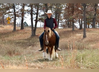 Cob Irlandese / Tinker / Gypsy Vanner Mix, Castrone, 5 Anni, 122 cm, Sauro ciliegia