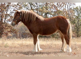 Cob Irlandese / Tinker / Gypsy Vanner Mix, Castrone, 5 Anni, 122 cm, Sauro ciliegia